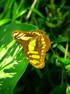 malachite butterfly in wildlife