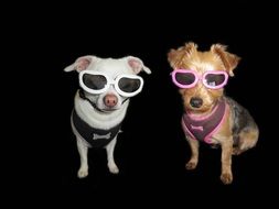 Chihuahua and Yorkshire Terrier with the glasses