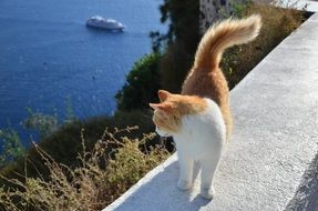 white ginger cat on the coast in Greece