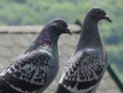 pair of grey pigeons