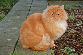 magnificent home red Cats