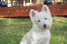white cute terrier