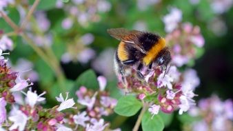 bee pollinating shrub flower