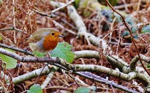 charming Robin Bird