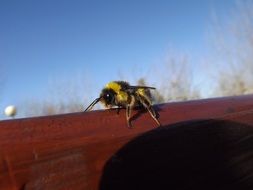 bee on a wooden bench