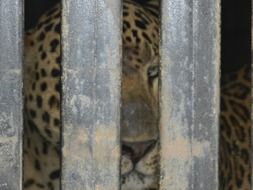 leopark in a cage in india