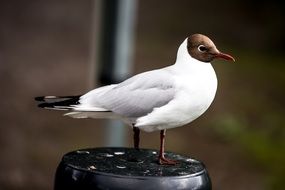 Portrait of Waterfowl bird