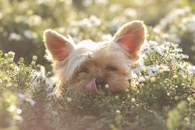 small terrier in the thickets in the sunlight