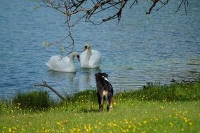 dog on the shore and swans on the pond