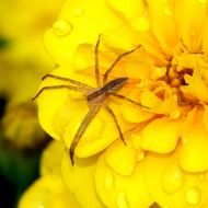 Small Spider on Arachnid