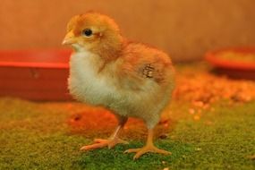 Young chick on a farm