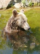 lazy Bear Animal in water