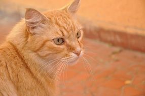 sweet orange cat