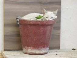 the sleepy cat in the pot