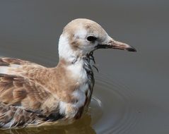 swimming black headed seagull