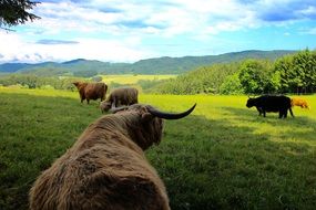 cattle in the meadow, scotland