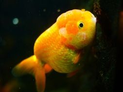 big goldfish in aquarium close up