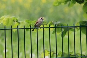 sparrow on a metal fence