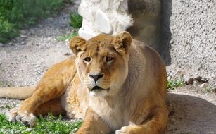 the lioness lies near the stones