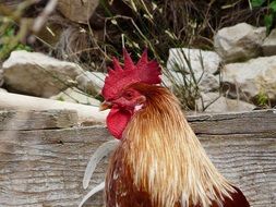 Portrait of domestic Cock on a farm
