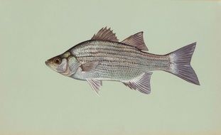 isolated bass fish