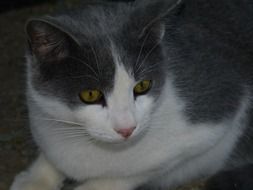 enchanting Cute grey Cat