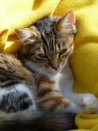 Close-up of the domestic tiger cat