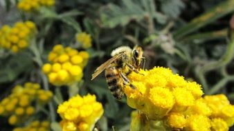 busy bee in spring