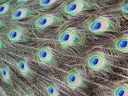 colorful peacock tail