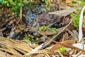 Dragonfly on branch