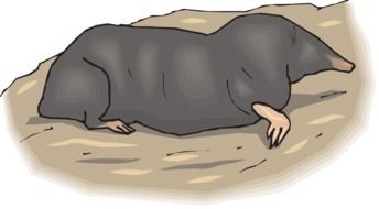 mole drawing