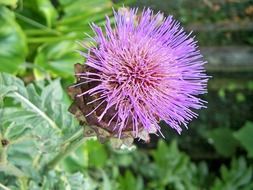 purple thistle on green field