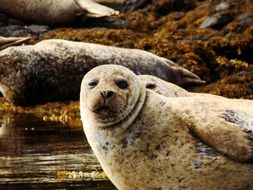 sea lions in California