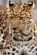 leopard photo