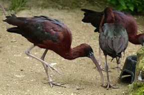 gossy ibis birds in wildlife