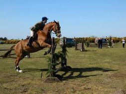 Jumping Rider Show