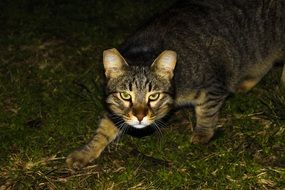 gloomy home cat