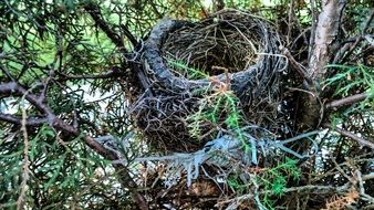 large Bird Nest on Tree Branches