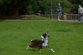 dog plays in the park