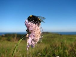 Large bee on a pink flower