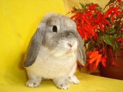 Cute small grey bunny