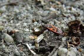 red insect on seashells