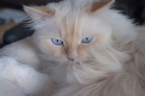 portrait of beige fluffy cat with blue eyes