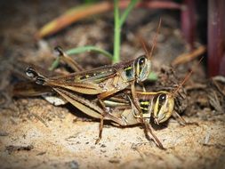 closeup picture of grasshoppers mating on the ground