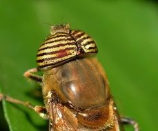 hoverfly close-up on blurred background
