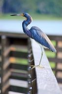 incredibly beautiful Heron Bird
