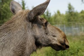 Moose Animal hairy head Portrait