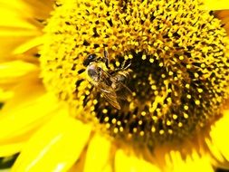 closeup picture of the insect is sitting on a sunflower