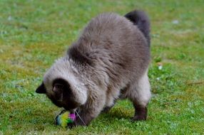 British Shorthair plays with a ball