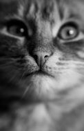 Cat Eye Black And White photo